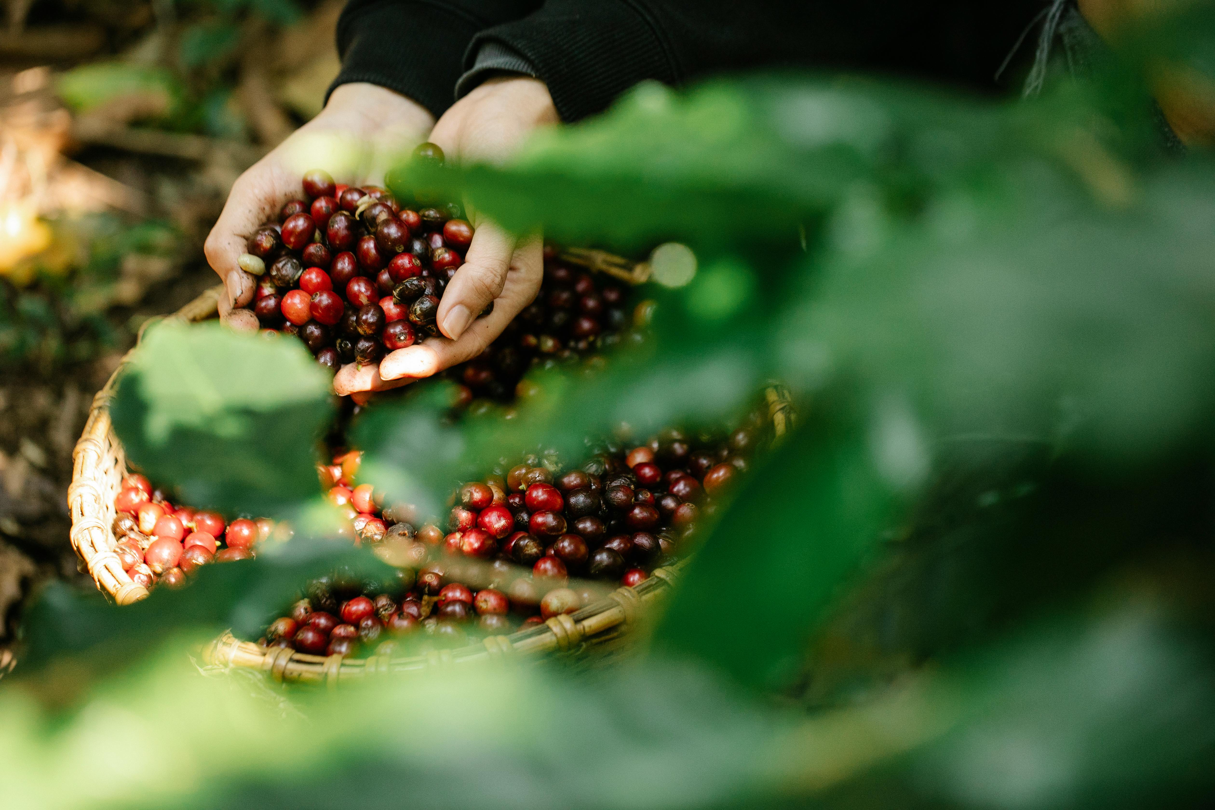 Wat is het verschil tussen Arabica en Robusta