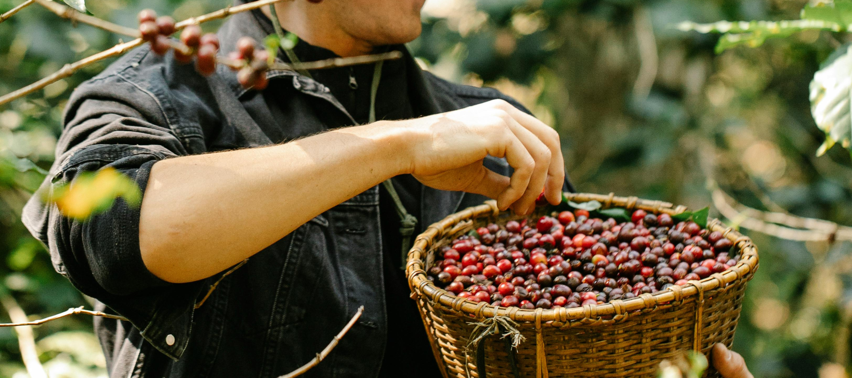 Duurzaamheid in Koffie: Hoe mokabon.infowuste Keuzes Maakt