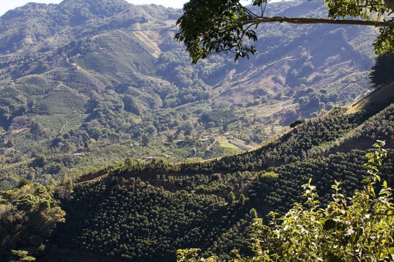 Costa Rica - La Pantera Tarrazu