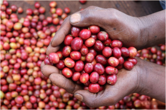 Kenya - AA+ Nyeri