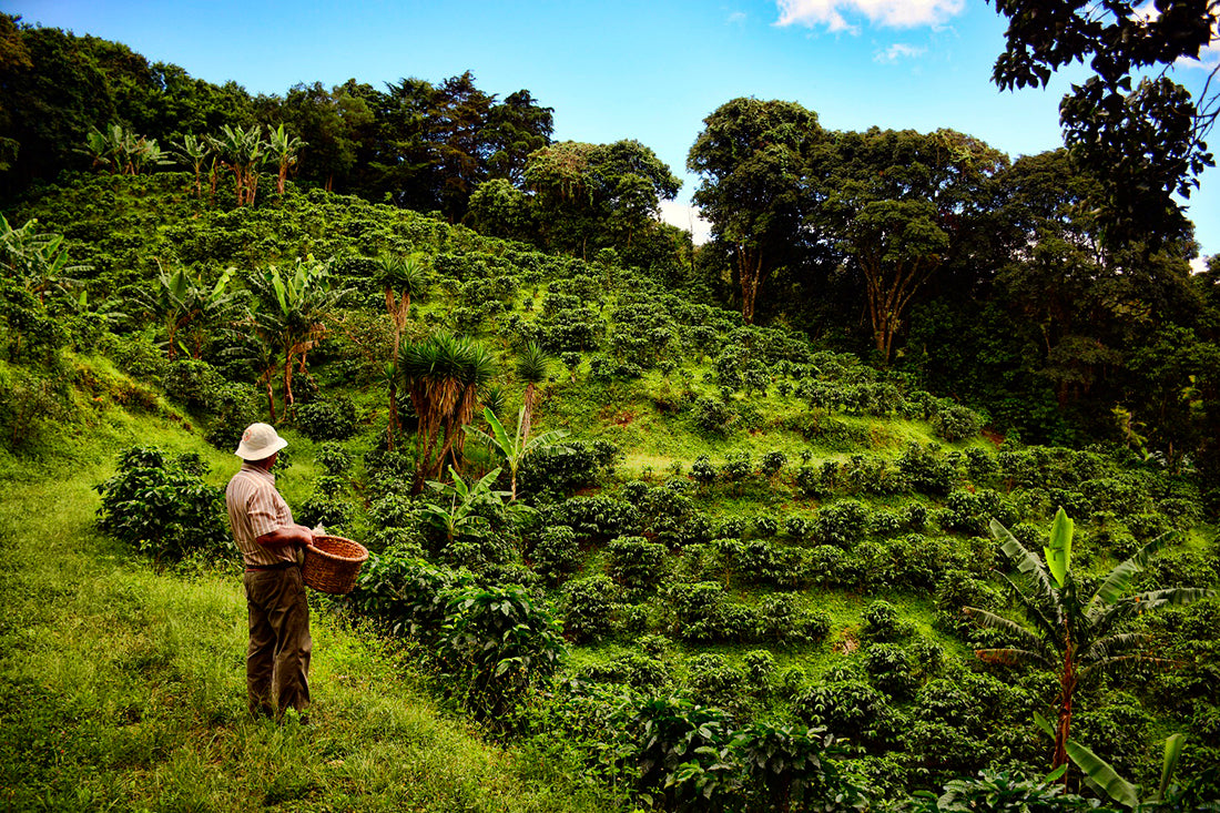 Costa Rica - La Pantera Tarrazu